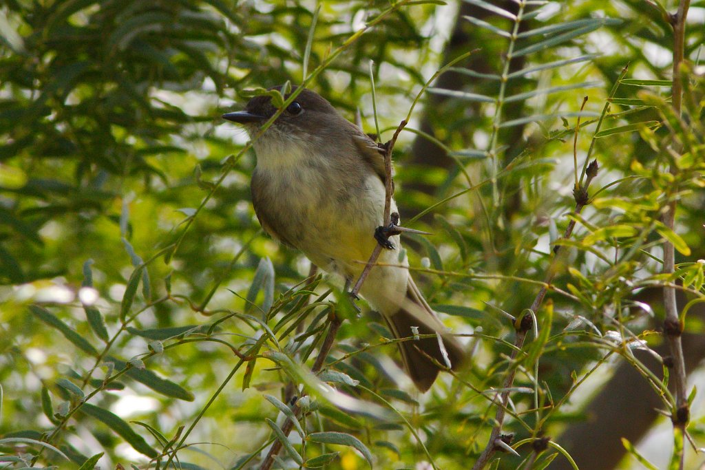 Eastern Phoebe 2013-10-12_1.jpg